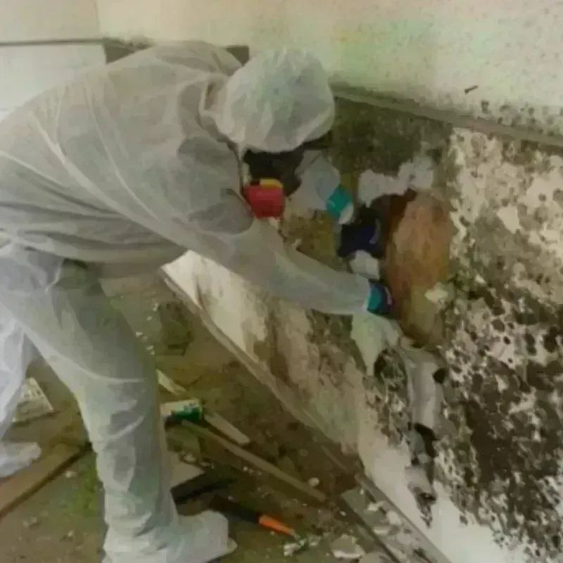 Mold Remediation and Removal in Northborough, MA